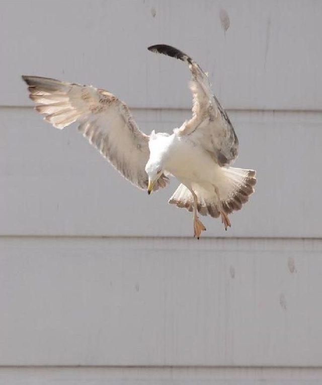 A&ccedil; Martılar, Kıyıda Yiyecek Aradı 2