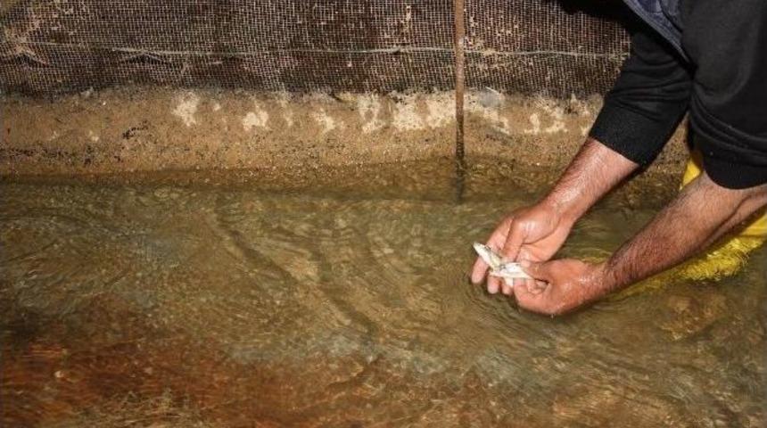 Tahliye Kanalındaki Yavru Balıklar G&ouml;let Sularıyla Buluşturuldu