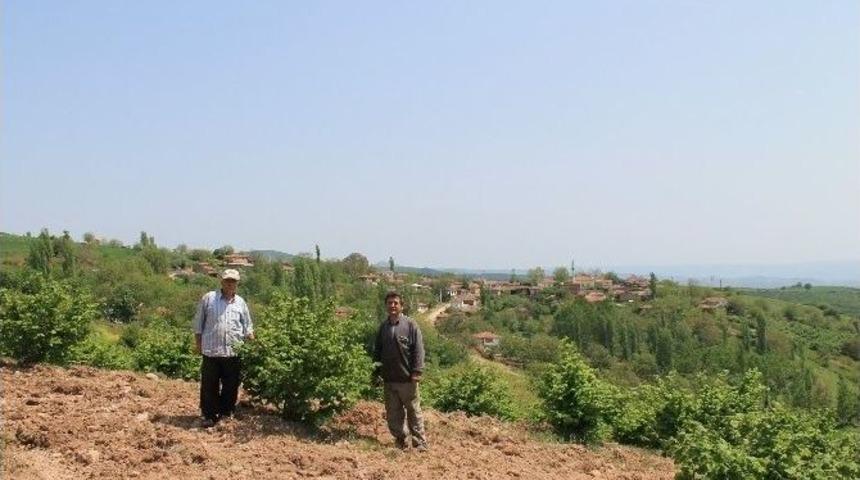 Yenişehir Fındıkları Yurt Dışına İhra&ccedil; Ediliyor