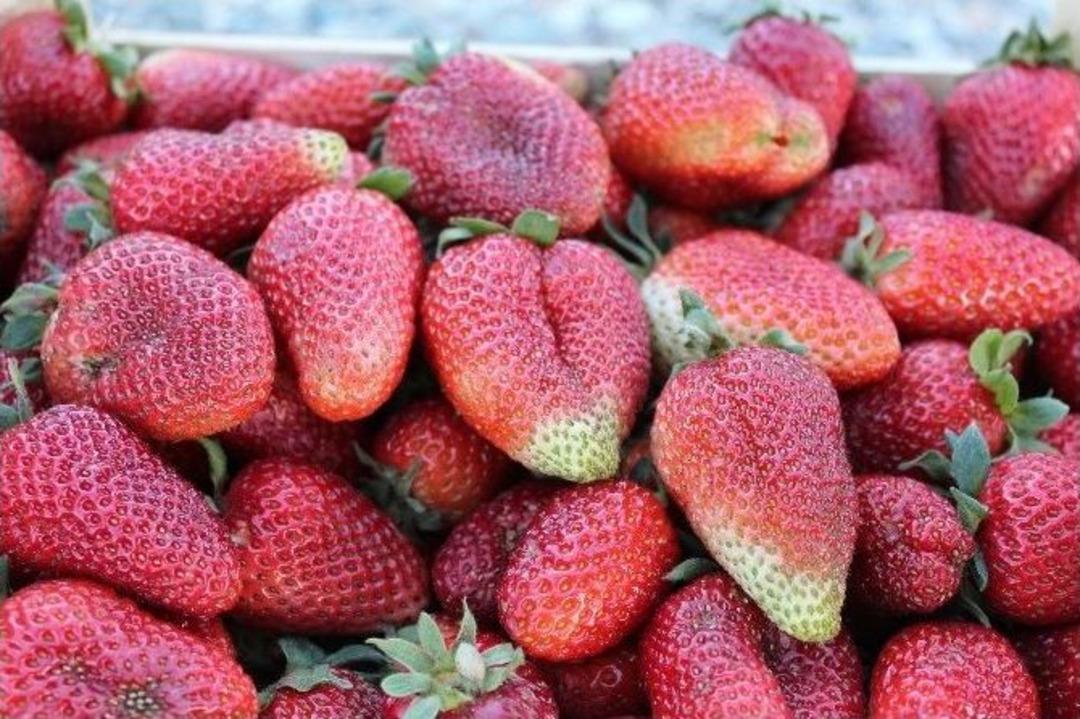 Sason&rsquo;da Yerli Organik &Ccedil;ileklerin Satımına Başlandı