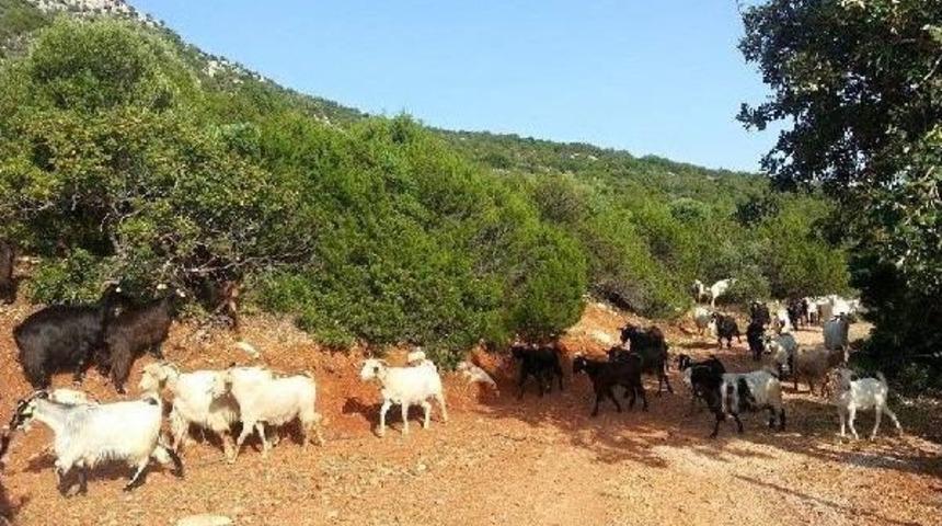 Urla Villalarında Gece Keşfi