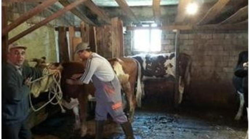 Çaycuma’da Şap Ve Kuduz Aşılaması Yapıldı