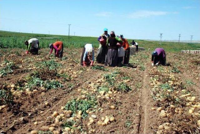 'ithal Patates Türk Çiftçisini Bitirir'