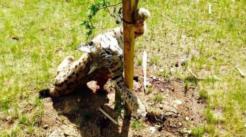 Trabzon&rsquo;da Nesli T&uuml;kenmekte Olan Vaşak &Ouml;l&uuml; Bulundu