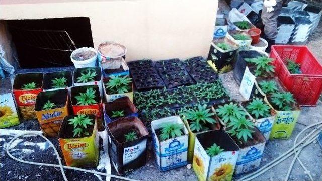 Saksıda Kenevir 1