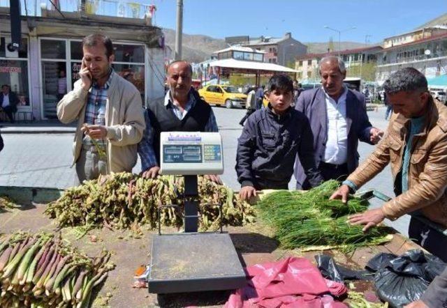 Dağda Yetişen Otlar Baharda Ekmek Kapısı Oldu