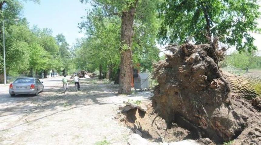Edirne&rsquo;Deki Fırtına Asırlık Ağa&ccedil;ları Devirdi