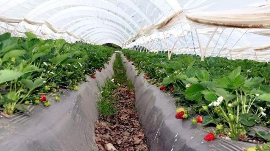 Aydın&rsquo;dan 882 Bin 293 Kilo &Ccedil;ilek İhra&ccedil; Edildi