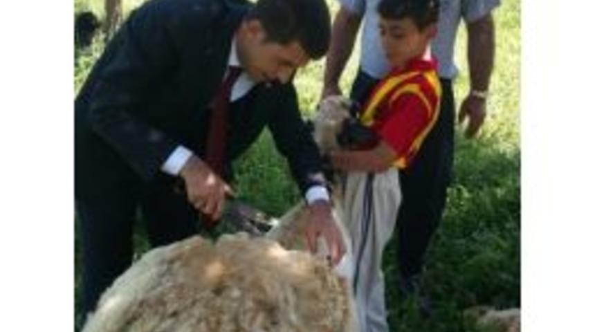 Vekil Adayından Koyun Kırkma
