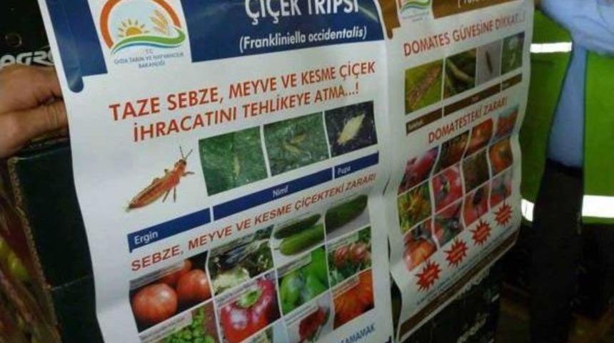 Domates Ihracatına Tuta Darbesi