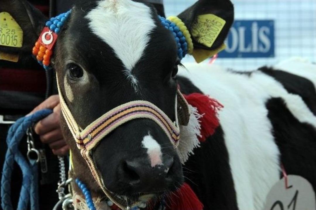 Erzurum&rsquo;da &lsquo;buzağı G&uuml;zellik Yarışması&rsquo; D&uuml;zenledi