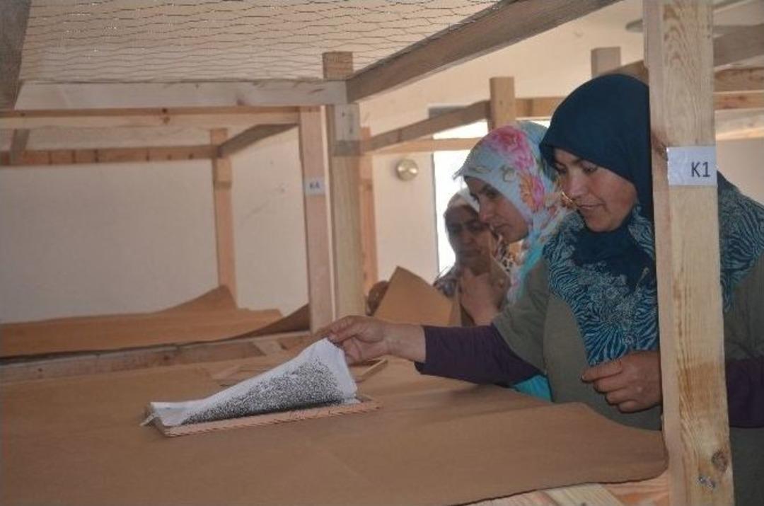 Şeyh Edebali &Uuml;niversitesi&rsquo;nde İpek B&ouml;ceği Yetiştiriliyor