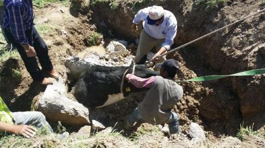 İtfaiyenin Inek Kurtarma Operasyonu