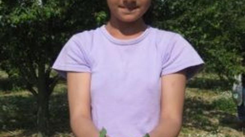 Papaz Eriğinde Rekolte Düştü, Fiyat Yükseldi