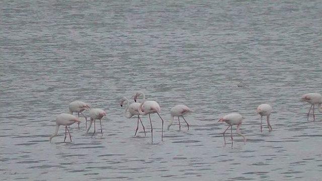 Kulu Düden Gölünde Flamingo Sayısı Artmaya Başladı