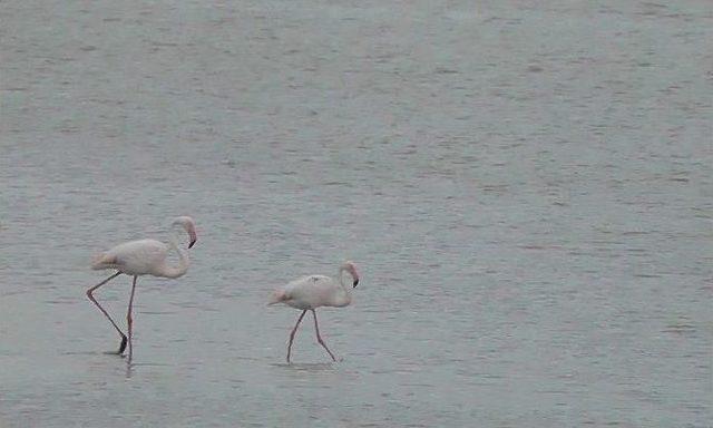 Kulu Düden Gölünde Flamingo Sayısı Artmaya Başladı