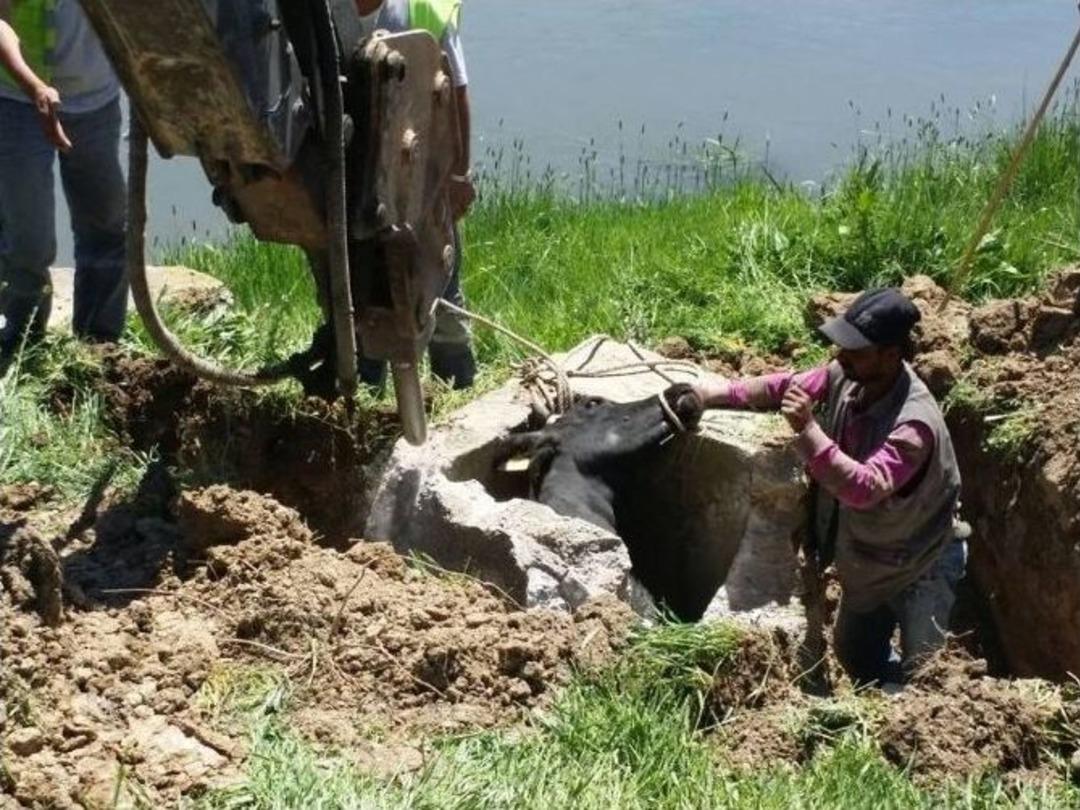 &Ccedil;urura D&uuml;şen İneği İtfaiye Ekipleri Kurtardı