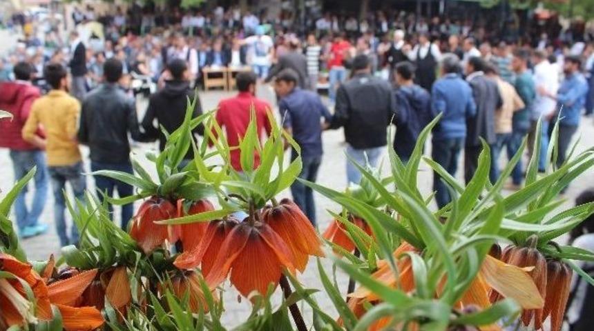 Arıcak&rsquo;ta Ters Lale Şenliği D&uuml;zenlendi