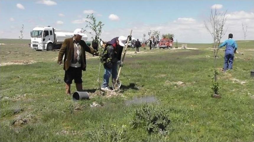 Kulu&rsquo;da Fidan Dikimi