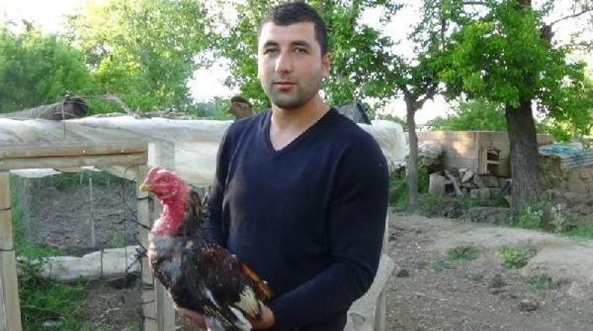 Hint Horozu, K&uuml;mesteki Civcivleri Yemek Isteyen Kızıl Şahini Yaraladı