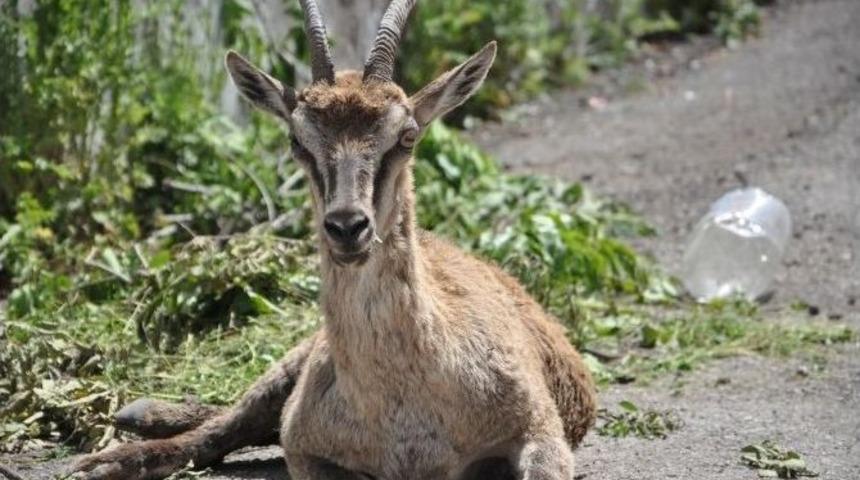 Yaralı Gebe Dağ Ke&ccedil;isi Tedavi Altına Alındı