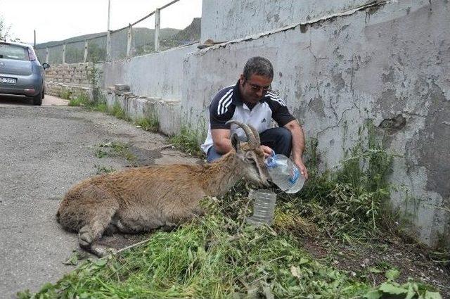 Yaralı Gebe Dağ Keçisi Tedavi Altına Alındı