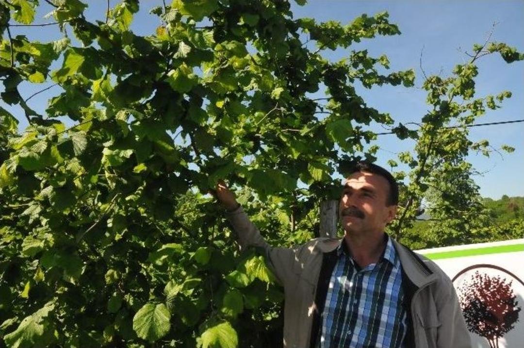 &Ouml;rnek Fındık Bah&ccedil;esi Uygulaması