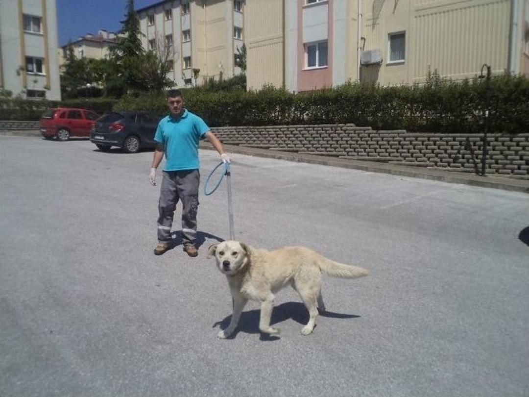 Ekipler G&uuml;nde 30 K&ouml;pek Topluyor