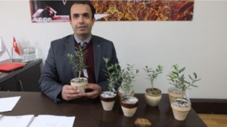 Burhaniye&rsquo;de Annelere &Ccedil;i&ccedil;ek Yerine Zeytin Ağacı Hediye Edildi