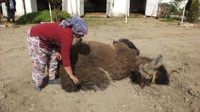 Burhaniye’de Kadın Deve Bakıcısı