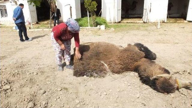 Burhaniye’de Kadın Deve Bakıcısı