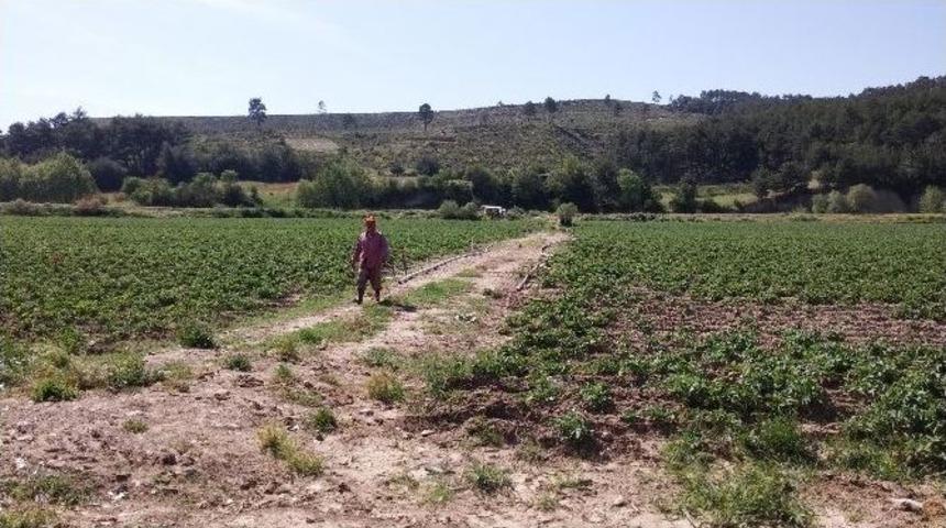 Patates &Uuml;reticileri İthalat İstemiyor