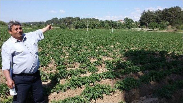 Patates Üreticileri İthalat İstemiyor