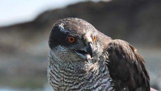 Tokat’ta Tedavisi Tamamlanan Kuşlar Doğaya Bırakıldı