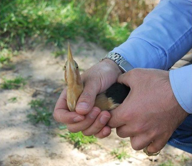 Tokat’ta Tedavisi Tamamlanan Kuşlar Doğaya Bırakıldı