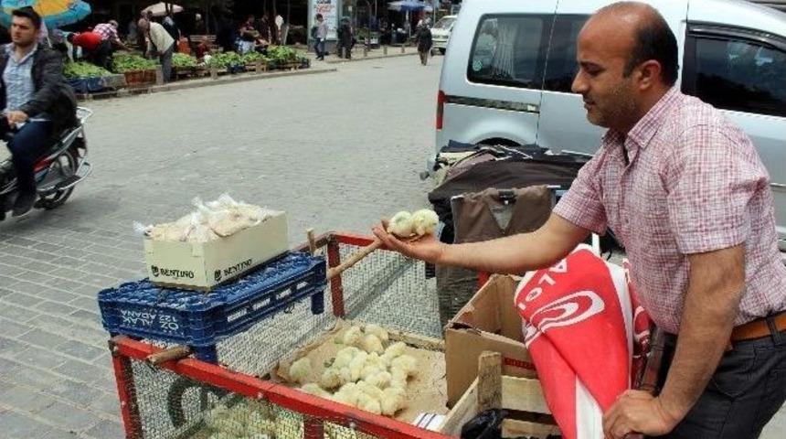 Civcivler &Ccedil;ocukların G&ouml;zdesi