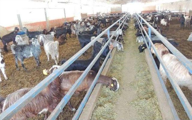 İslahiye Myo &Ouml;ğrencilerinden Ke&ccedil;i &Ccedil;iftliğine Teknik Gezi 1