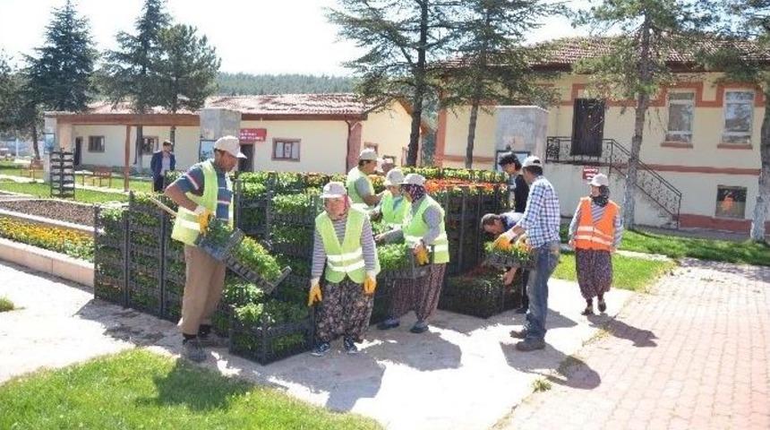 50 Bin Adet &Ccedil;i&ccedil;ekle Bilecik Daha Da G&uuml;zelleşecek
