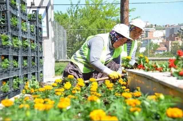 50 Bin Adet Çiçekle Bilecik Daha Da Güzelleşecek