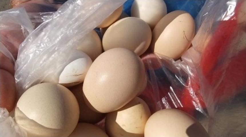 Burhaniye&rsquo;de Organik Yumurta İlgi G&ouml;rd&uuml;