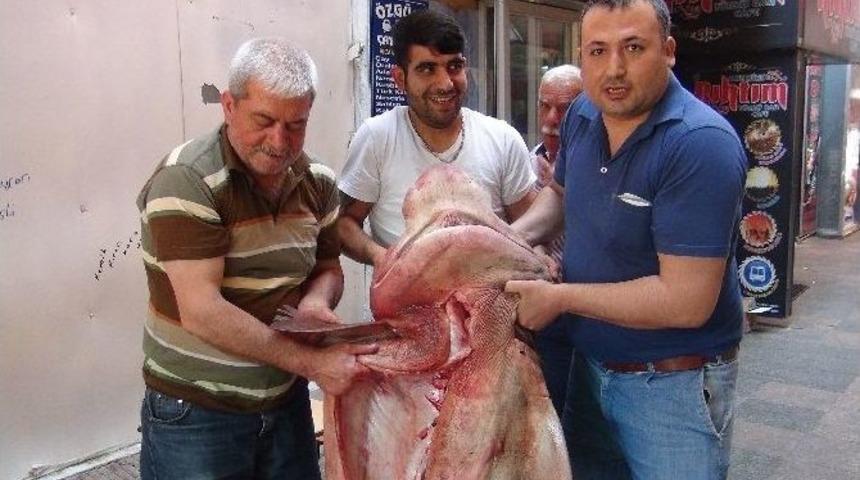 Mersinli Balık&ccedil;ıların Ağına 400 Kiloluk K&ouml;pek Balığı Takıldı