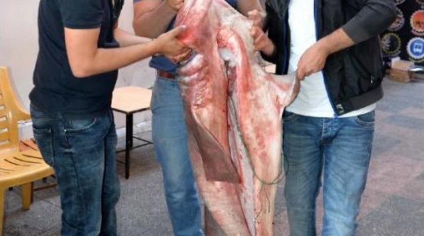 Mersin'de 4 Metrelik K&ouml;pek Balığı Yakalandı