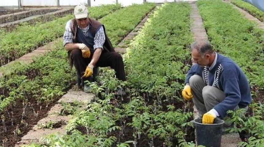 Elazığ, Malatya Ve Bing&ouml;l&rsquo;de 2015&rsquo;te Aşılı Ceviz Fidanı 5 Kat Artacak