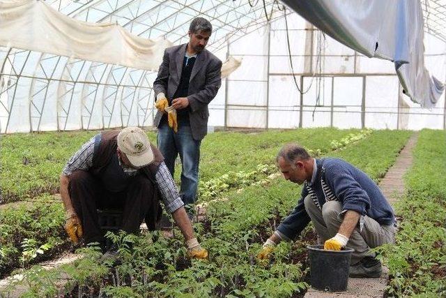 Elazığ, Malatya Ve Bingöl’de 2015’te Aşılı Ceviz Fidanı 5 Kat Artacak