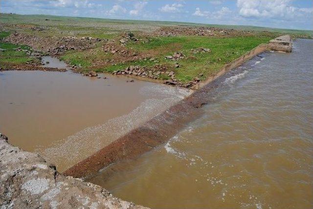 Karacadağ Bölge Çiftçisinin Yüzü Güldü 2