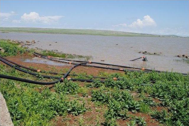 Karacadağ Bölge Çiftçisinin Yüzü Güldü 3