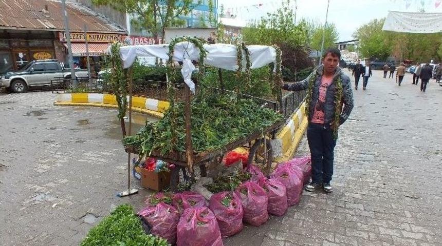 Şifalı Otlar Ge&ccedil;im Kaynakları Oldu