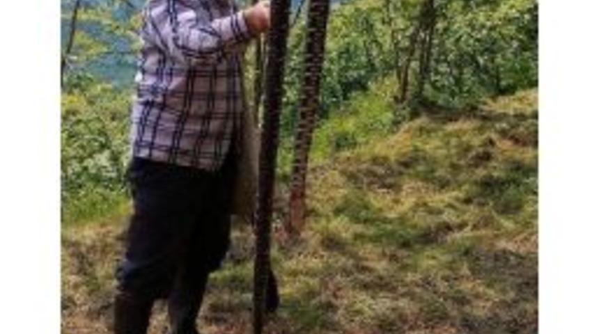 Ordu&rsquo;da 3 Metrelik Yılan