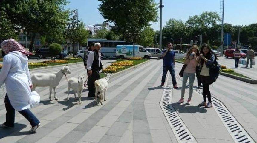 Şehir Merkezinde Ke&ccedil;ileriyle Gezdi