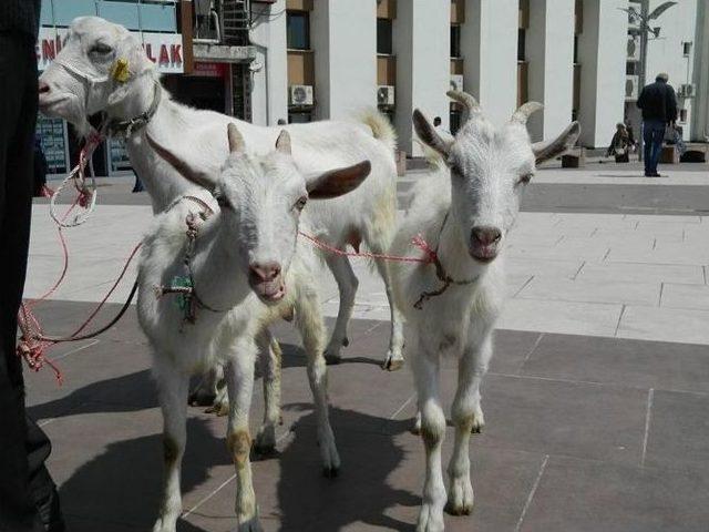 Şehir Merkezinde Keçileriyle Gezdi